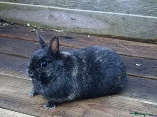 Mini Lop rabbits Pure mini lops - Advert 21