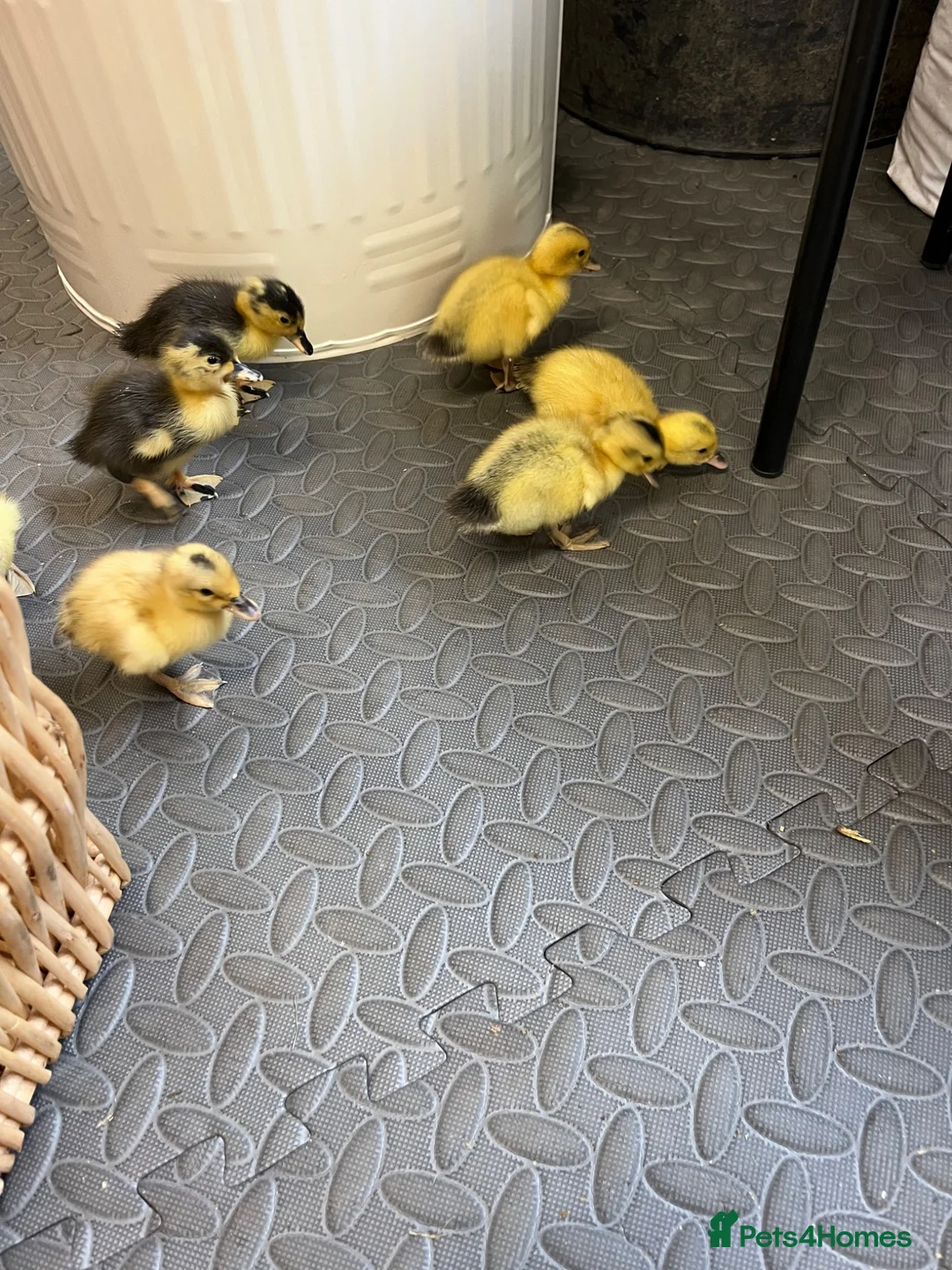 Ducks poultry for sale: Ducklings  - Advert 4