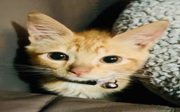 Mixed Breed cats for sale: Ginger female kitten - Image 5