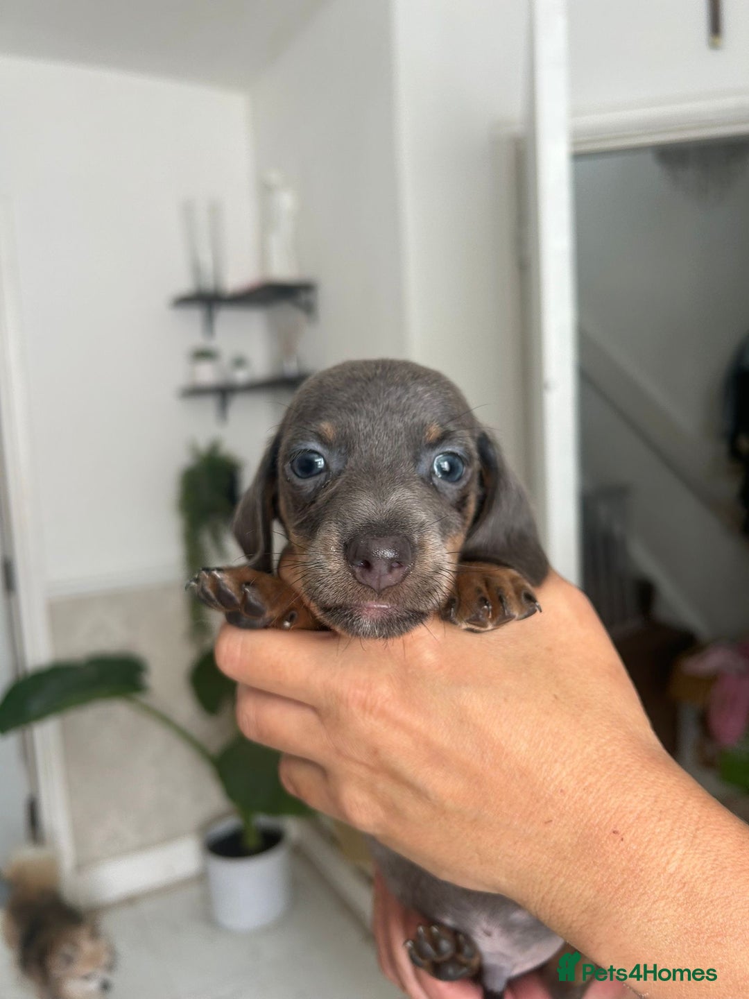 Dachshund dogs for sale: Dachshunds for sale - Image 2