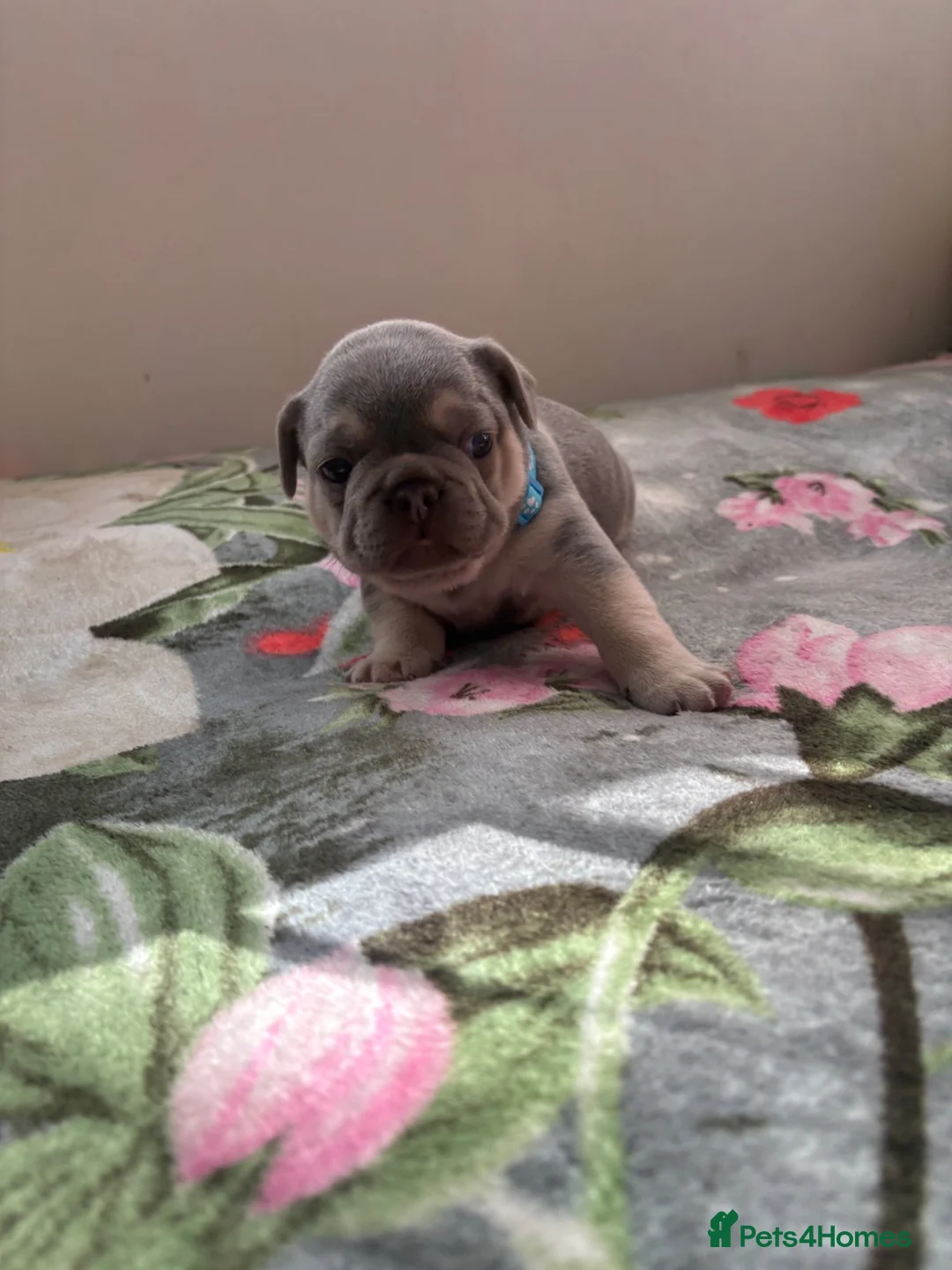French Bulldog dogs for sale: 3 Beautiful Blue Tan French Bulldog Boys - Advert 2