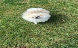 Pomeranian dogs for sale: Tiny Pomeranian Girl Puppy READY NOW - Image 21