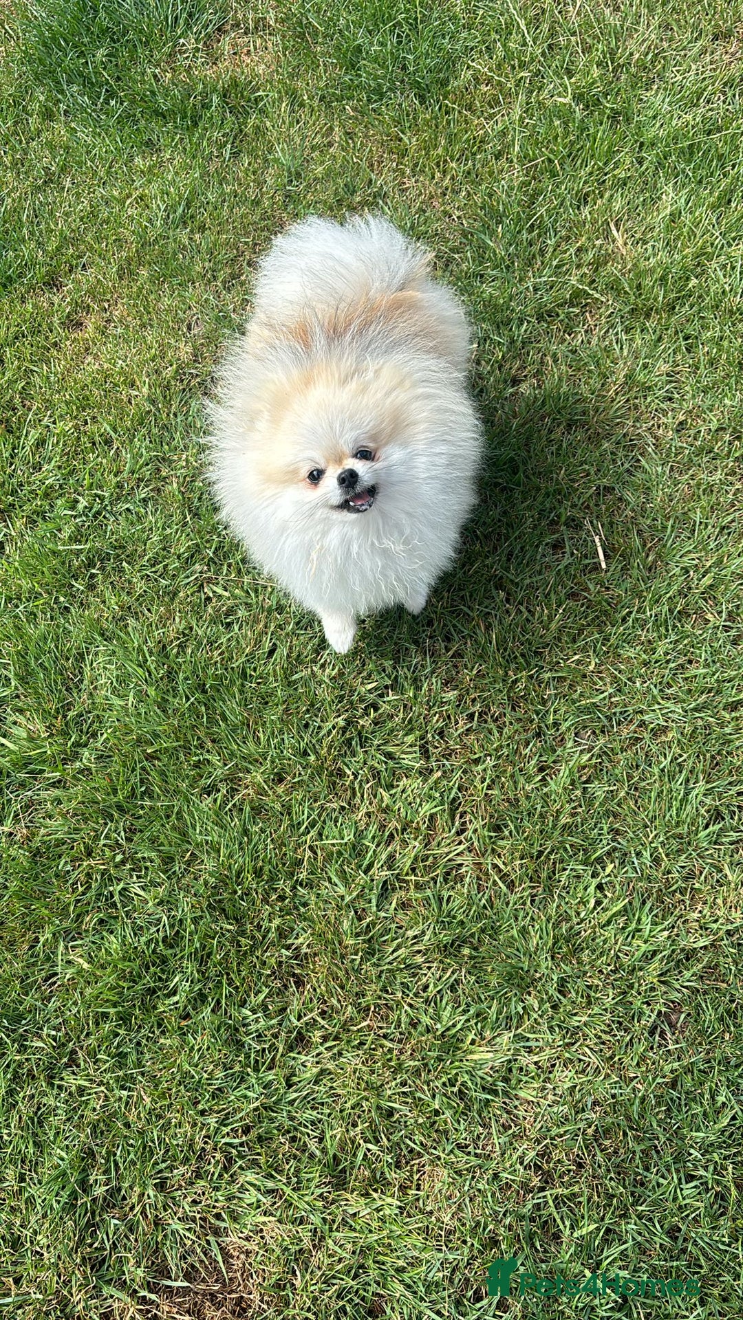 Pomeranian dogs for sale: Tiny Pomeranian Girl Puppy READY NOW - Image 21