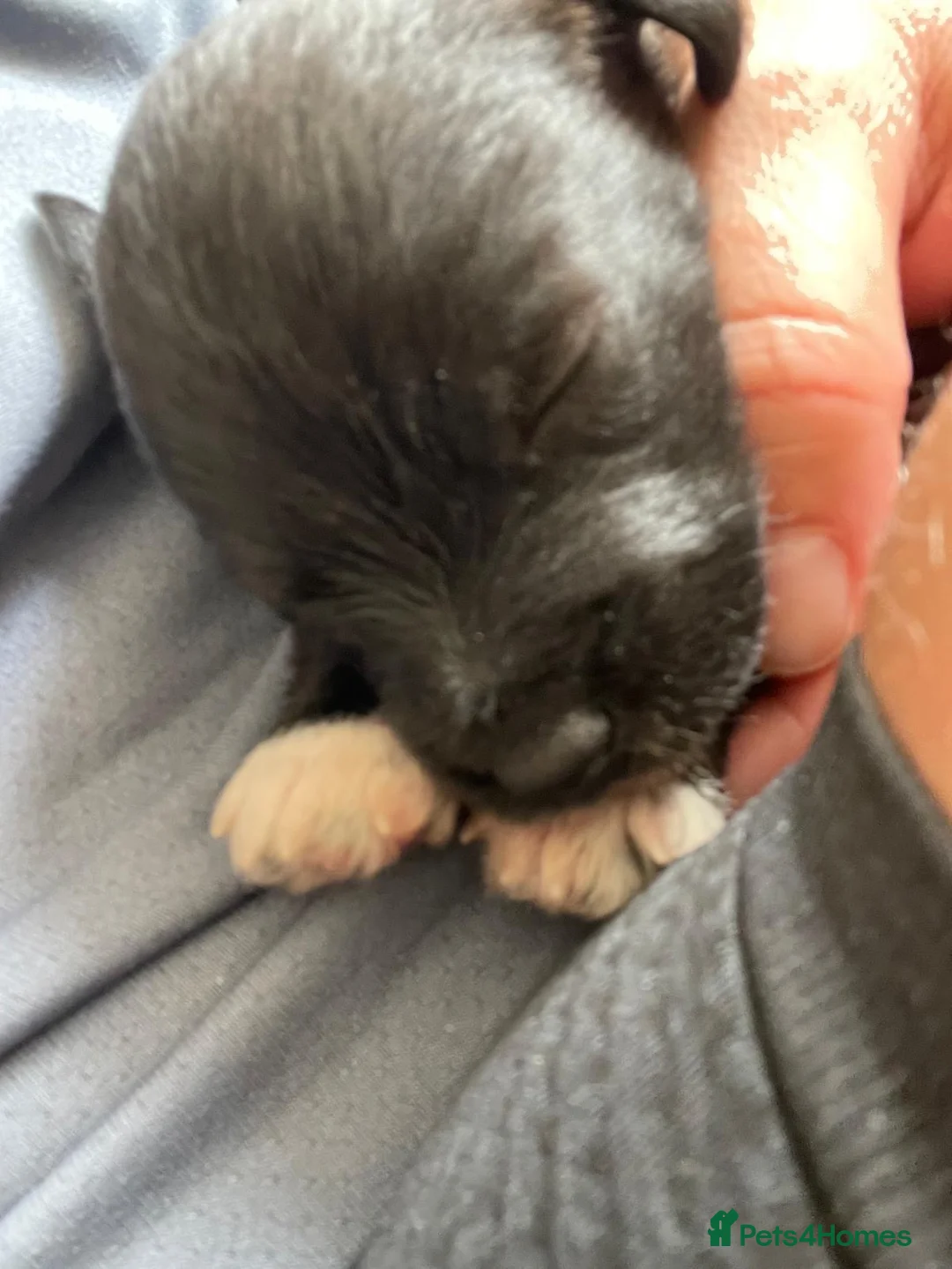 Jackapoo dogs for sale: F1 Jackapoo puppies - Advert 2