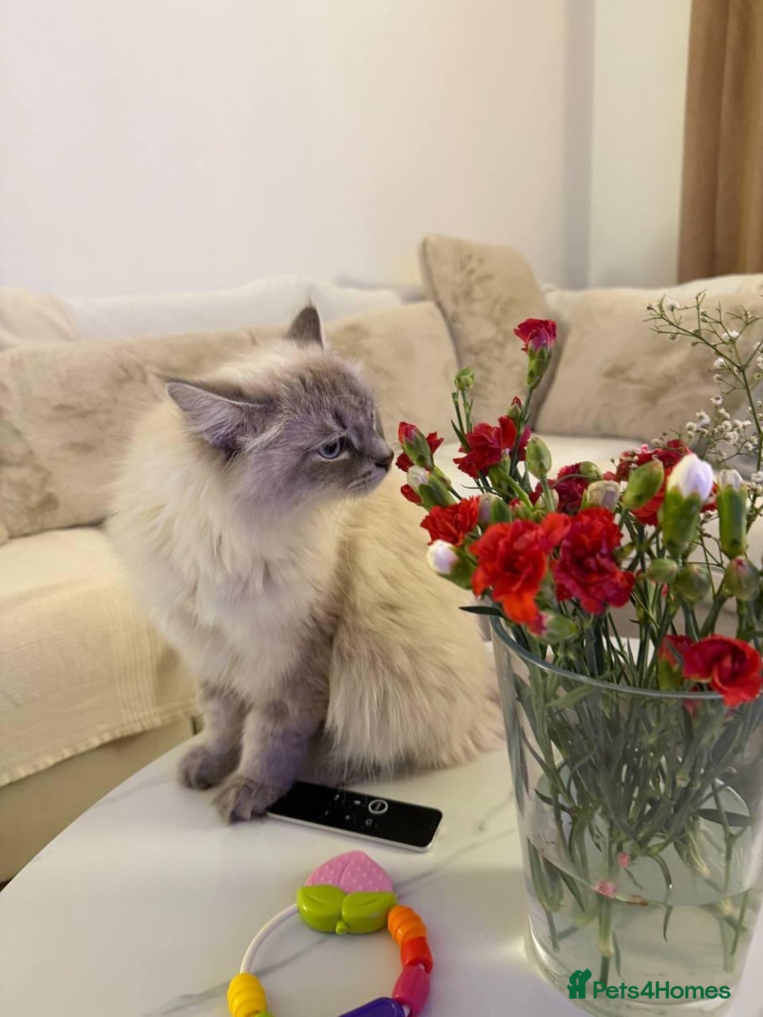 Siberian cats for sale: Rare Siberian Cats Available😻💯 - Advert 13