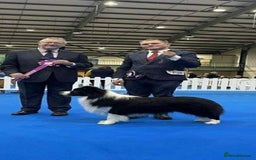 Border Collie dogs for sale: B. C. Puppies black and white kc reg - Advert 24