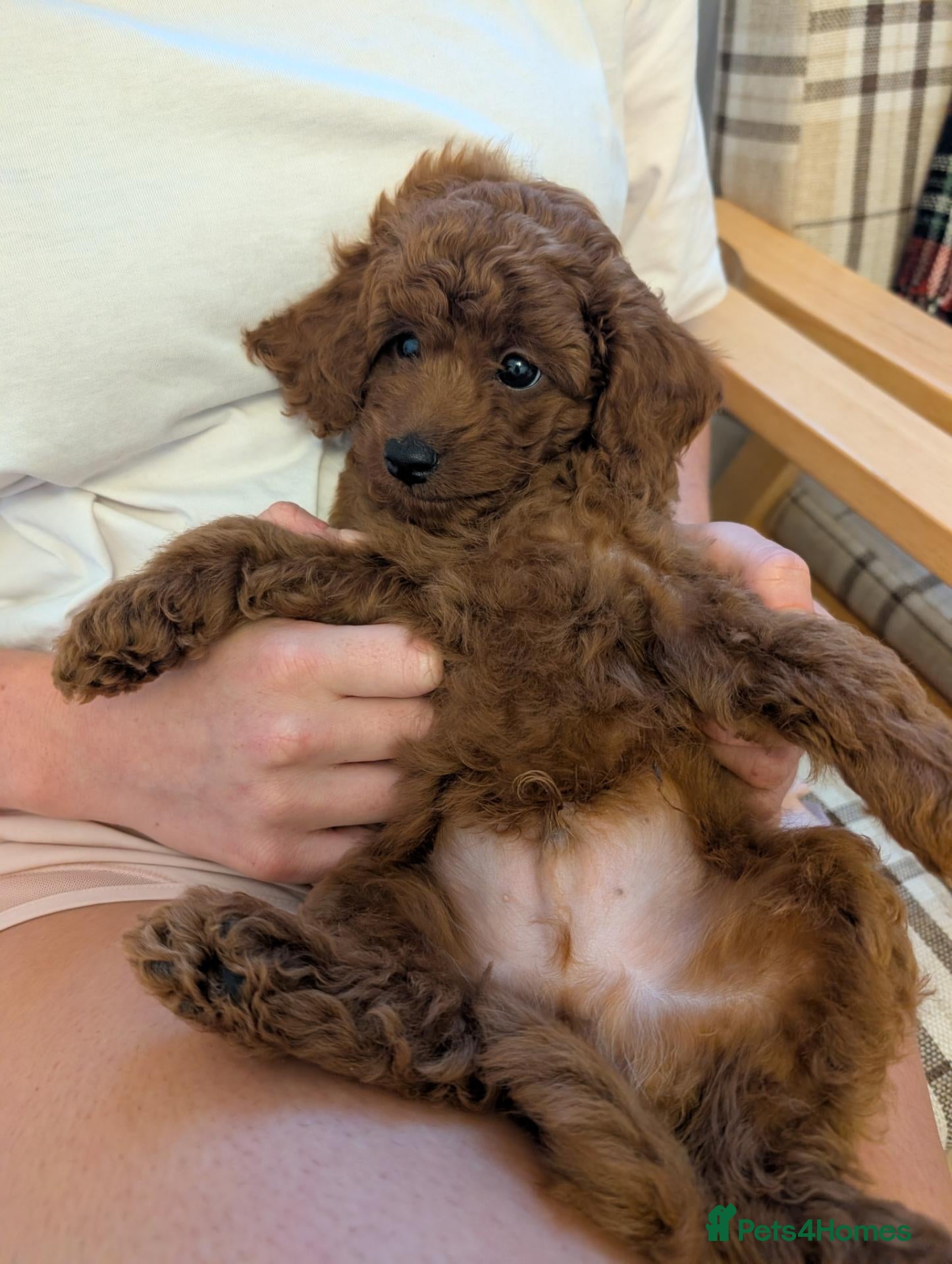 Toy Poodle dogs Pedigree Toy Poodle Puppies - Advert 16