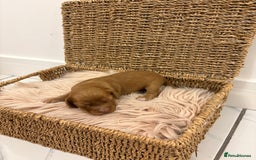 Cocker Spaniel dogs for sale: Gorgeous KC cocker spaniel puppies  - Image 6