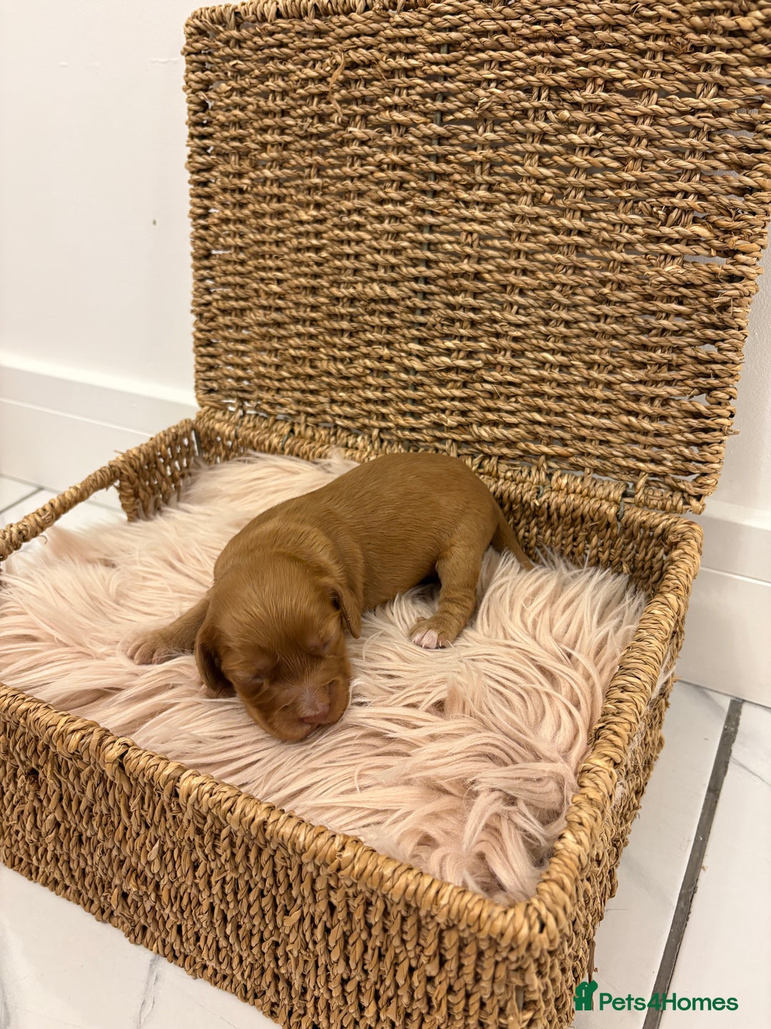 Cocker Spaniel dogs for sale: Gorgeous KC cocker spaniel puppies  - Image 6