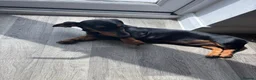 Miniature Dachshund dogs for sale: Miniature dachshund boy  in Faversham - Advert 4