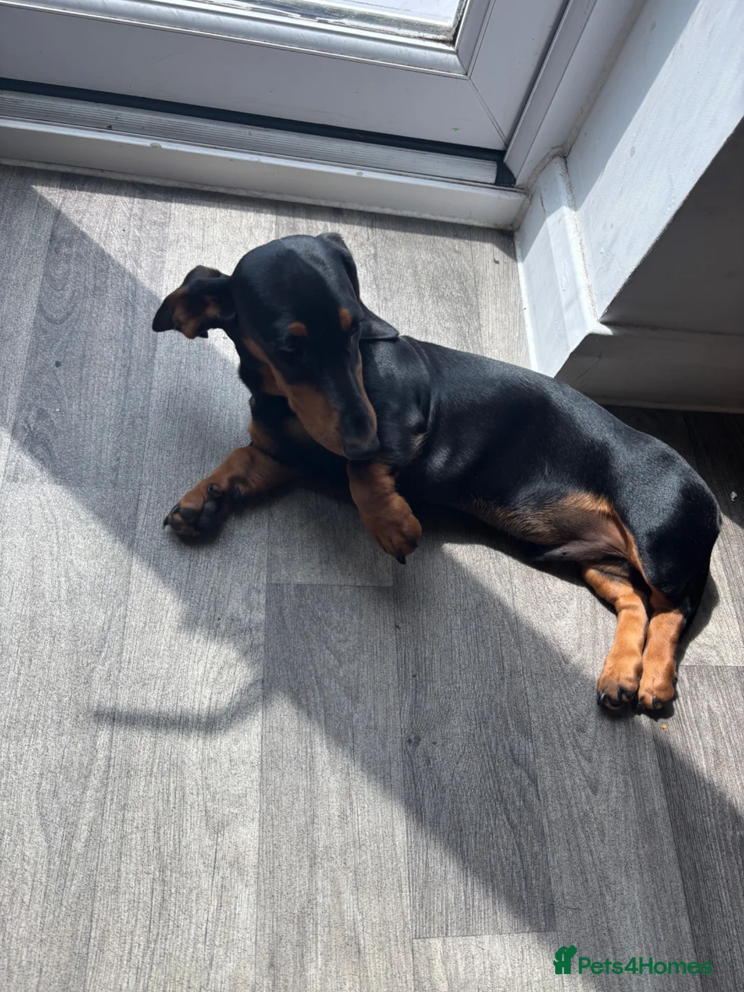 Miniature Dachshund dogs for sale: Miniature dachshund boy  in Faversham - Advert 4