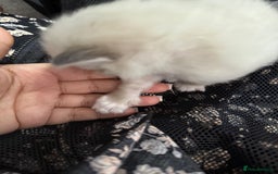 Ragdoll cats for sale: 7 beautiful lynx blue/seal point ragdoll kittens - Image 14