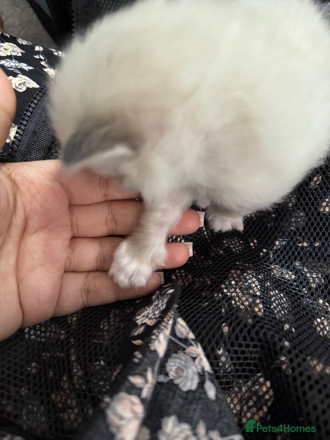 Ragdoll cats for sale: 7 beautiful lynx blue/seal point ragdoll kittens - Image 14