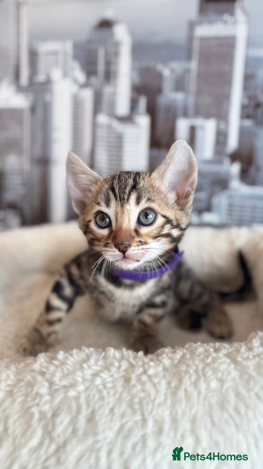 Bengal cats for sale: 🐆Beautiful Purebred Bengal Kitten  🐾 - Advert 9