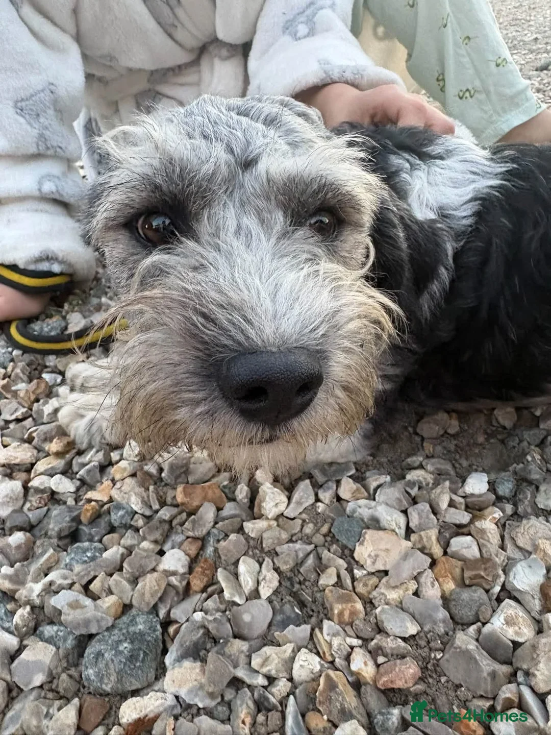 Mixed Breed dogs for adoption: Ginny - Norwich Norfolk  in Norwich - Advert 8