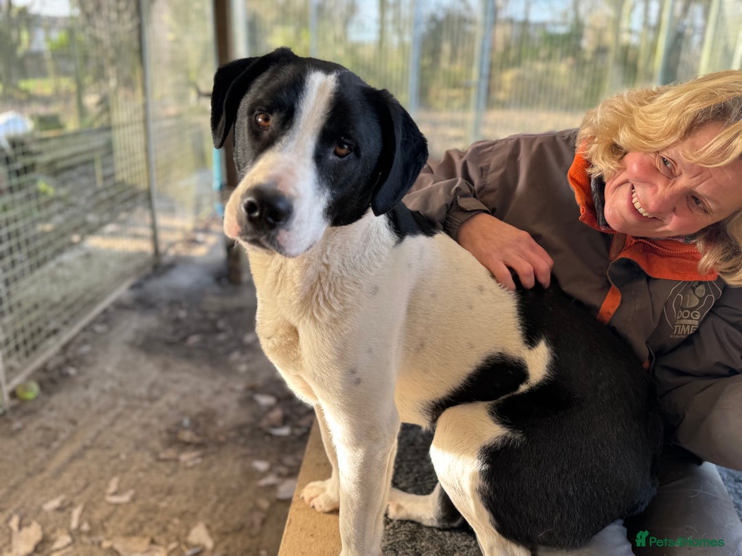 Mixed Breed dogs for adoption: LUCA – TWO YEARS WAITING FOR SOMEONE TO CARE 🐾 - Advert 2