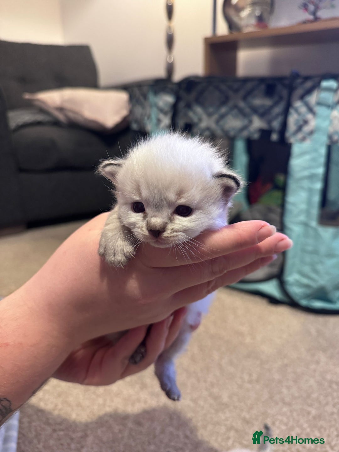 Ragdoll cats for sale: Absolutely stunning Ragdoll kittens for sale - Image 19