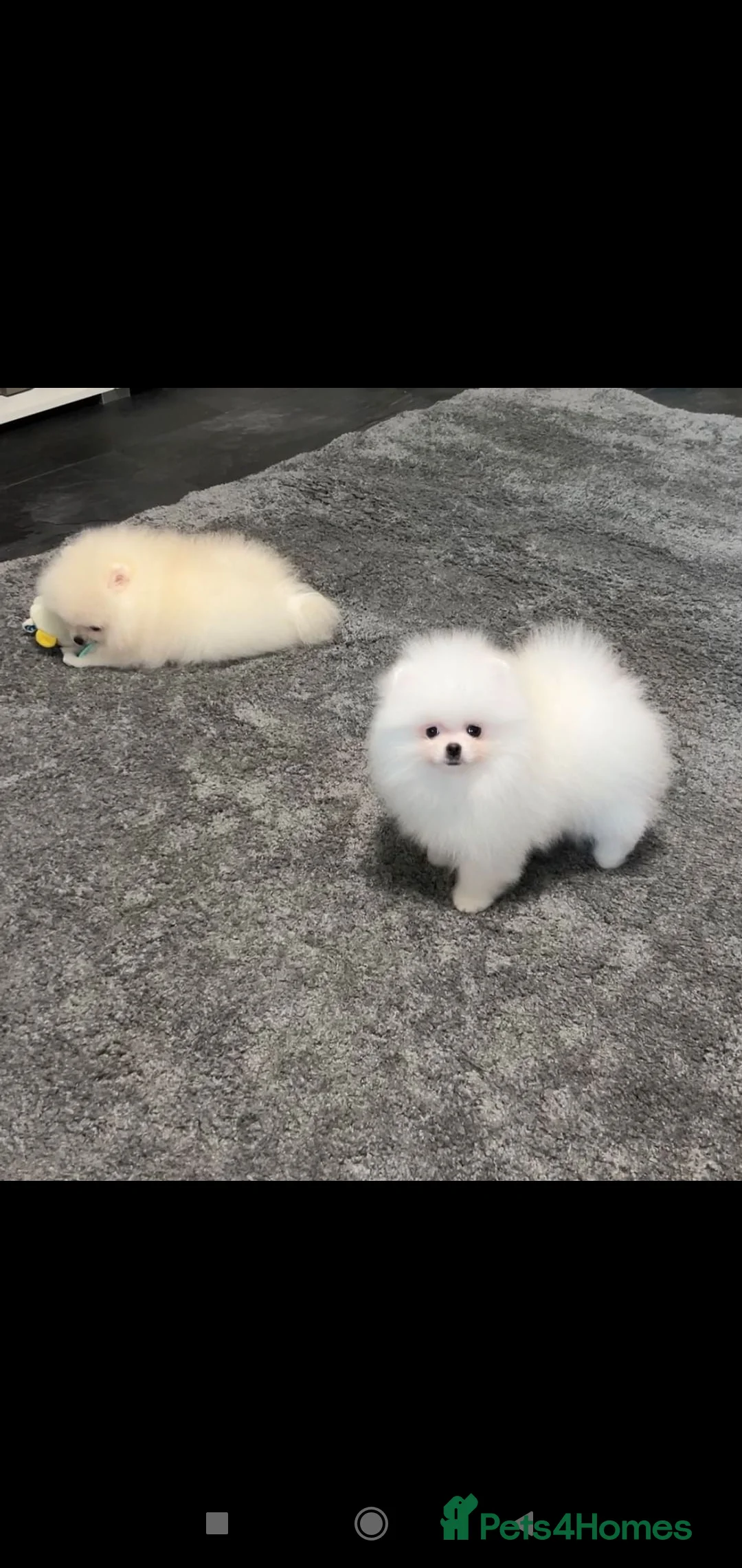 Pomeranian dogs for stud: Proven White Cream Pomeranian male for Stud in London - Advert 10