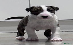 English Bull Terrier dogs for sale: Puppies Available  - Image 13