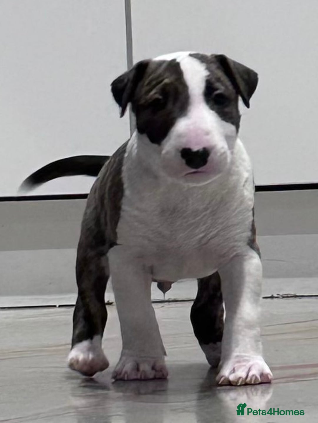 English Bull Terrier dogs for sale: Puppies Available  - Image 13