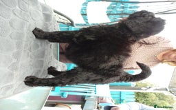 Russian Black Terrier dogs for sale: top russianblack terriers from champion bloodlines - Image 5