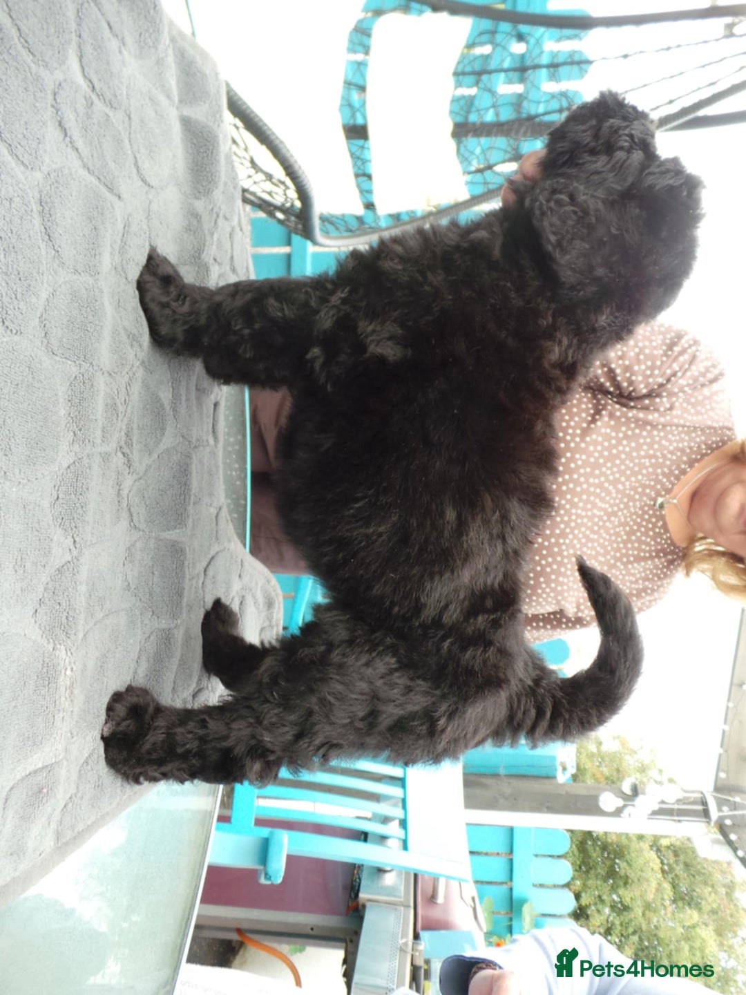 Russian Black Terrier dogs for sale: top russianblack terriers from champion bloodlines - Image 5