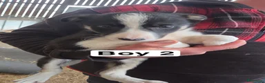 Border Collie 2