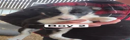 Border Collie dogs for sale: Collie Pups - Advert 7