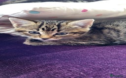 Mixed Breed cats for sale: Mixed breed, both female, ready to go now! - Image 10