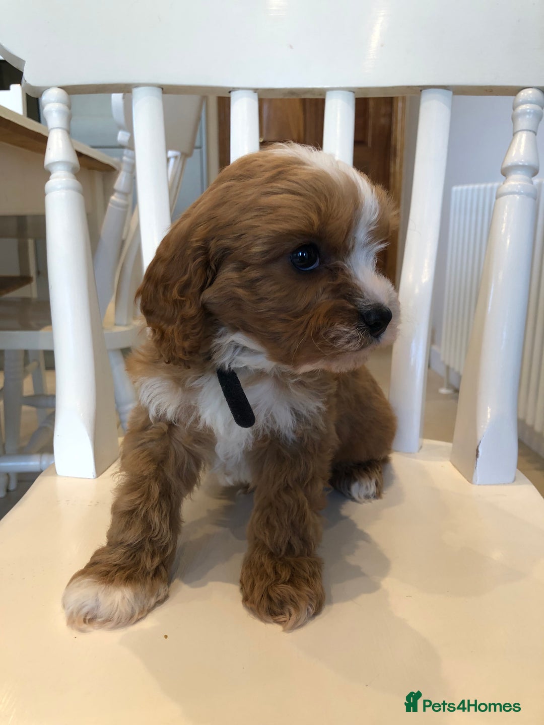 Cavapoo dogs for sale: Adorable Cavapoo Puppies  - Advert 5