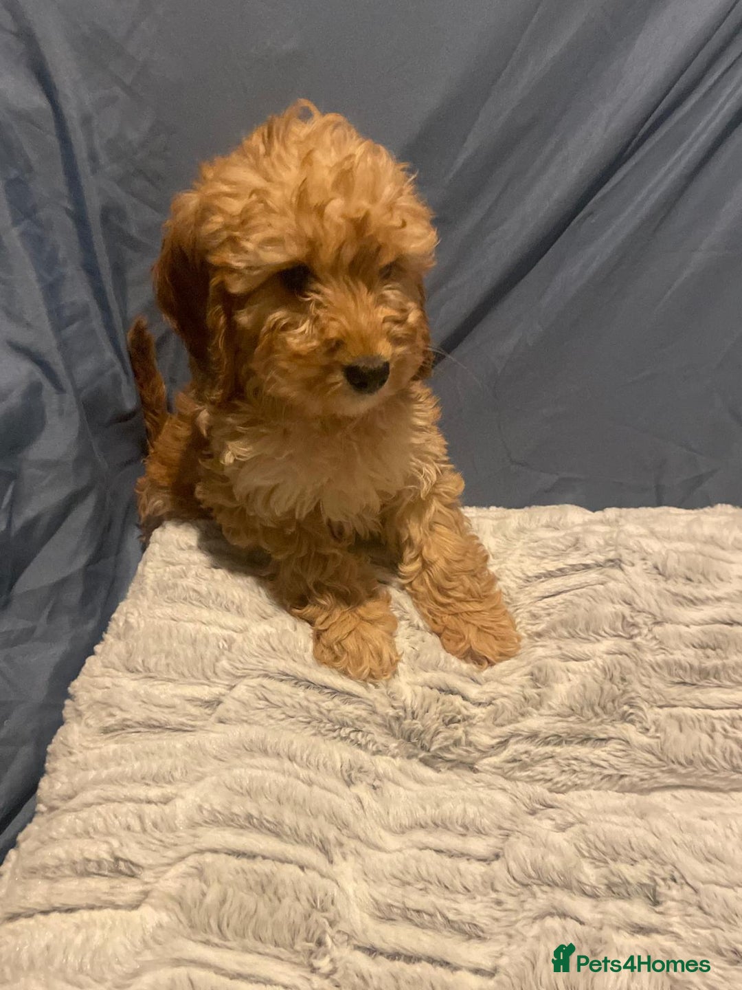 Cavapoo dogs for sale: Cavapoo puppies  - Advert 9