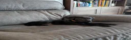 Mixed Breed dogs for sale: Murphy - Family Labrador X Greyhound 7 months old - Advert 3