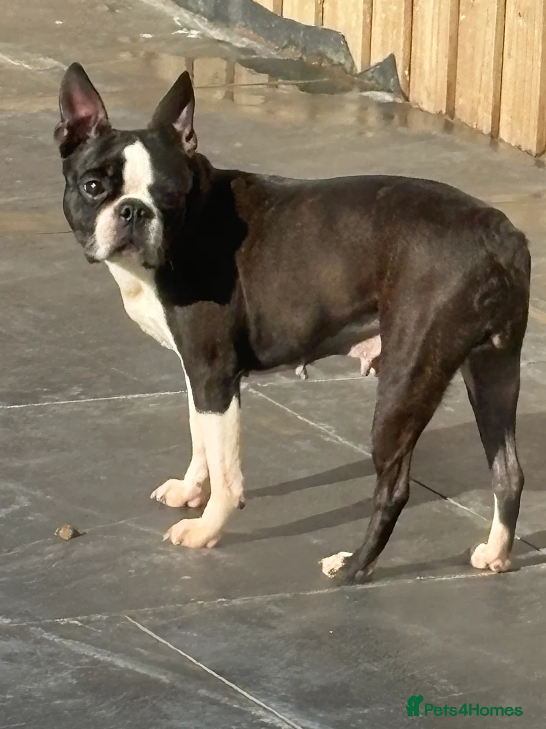 Boston Terrier dogs for sale: Beautiful Boston terrier  - Advert 2