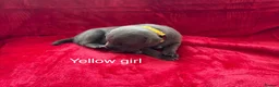 Staffordshire Bull Terrier dogs for sale: 8 stunning Stafford bull terrier puppies - Advert 20