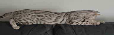 Bengal 1