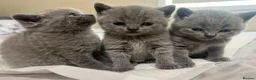 British Shorthair cats for sale: BSH kittens  - Advert 6