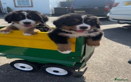 Bernese Mountain Dog dogs for sale: Bernese mountain dogs - Image 1