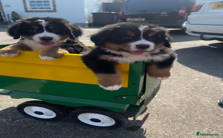 Bernese Mountain Dog dogs - Advert 1