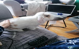 Mini Lop rabbits for sale: Very Friendly Mini Lops, perfect family pet - Image 8