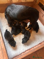 Rottweiler dogs - Advert 10