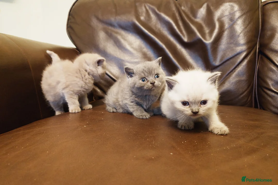 British Shorthair cats for sale: British shorthair babies in Bristol - Advert 1