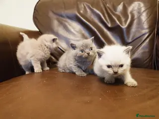 British Shorthair cats British shorthair babies in Bristol - Advert 3