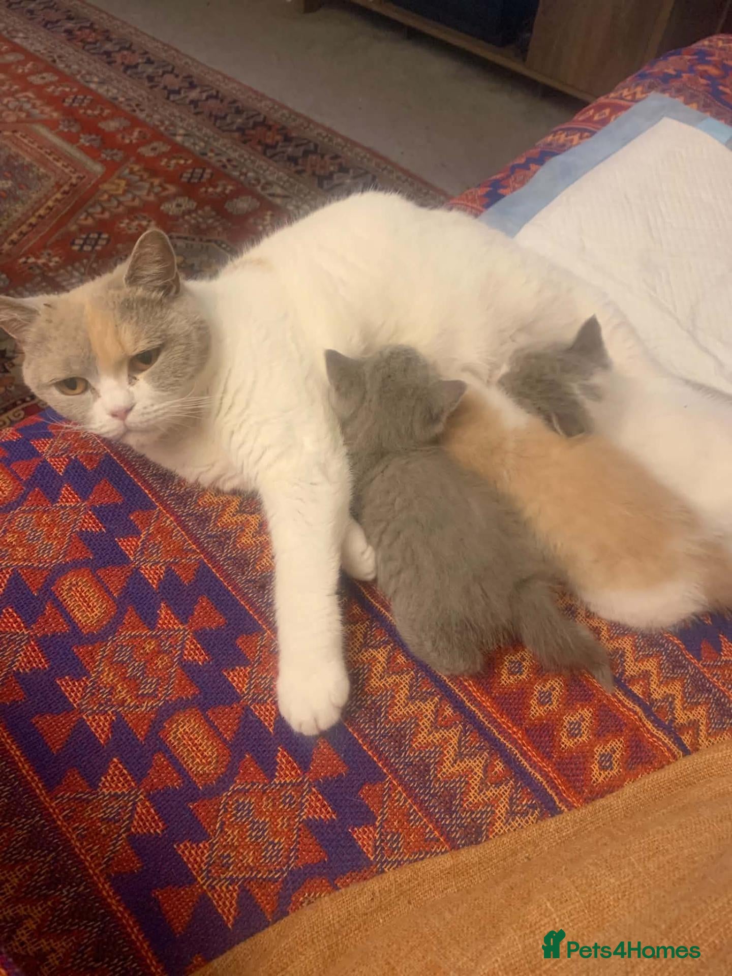 British Shorthair cats Stunning British Shorthair kittens - Advert 1