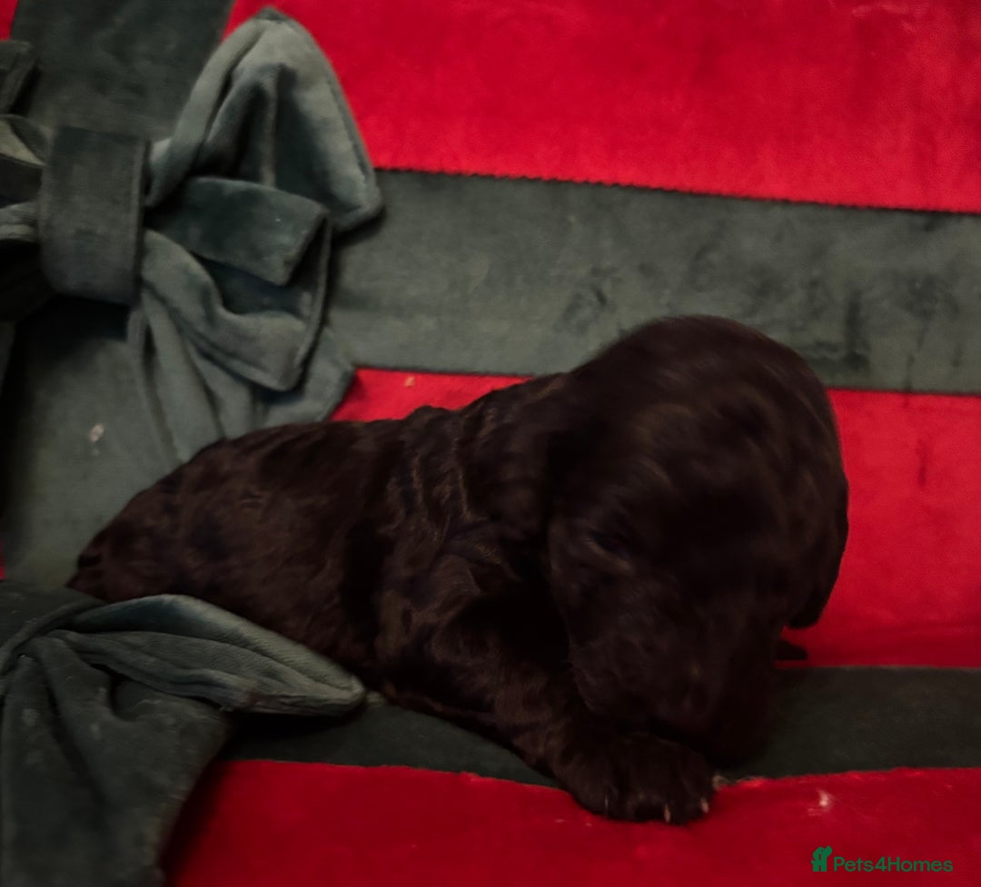 Cockapoo dogs for sale: ⭐️OUTSTANDING, HIGH QUALITY Cockapoo F1B Puppies⭐️ - Advert 12