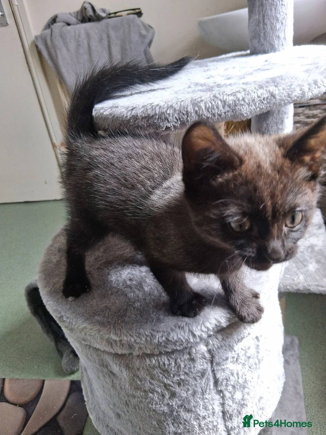 Mixed Breed cats for sale: Stunning kitten boys in Willenhall - Advert 13