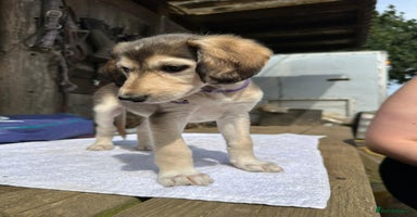 Saluki dogs - Advert 15