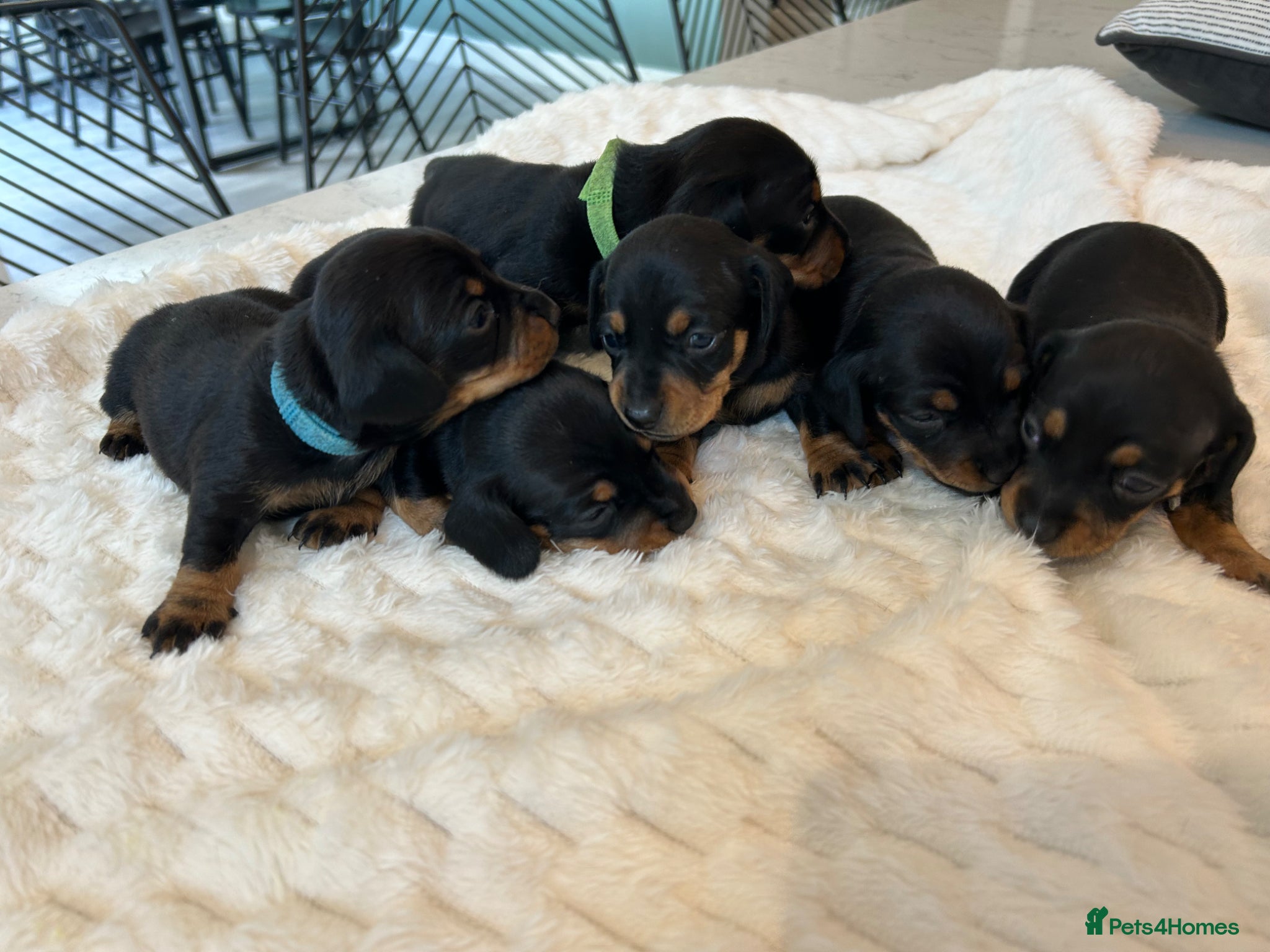 Miniature Dachshund dogs 6 beautiful KC Mini Dachshunds-fantastic pedigree  - Advert 1