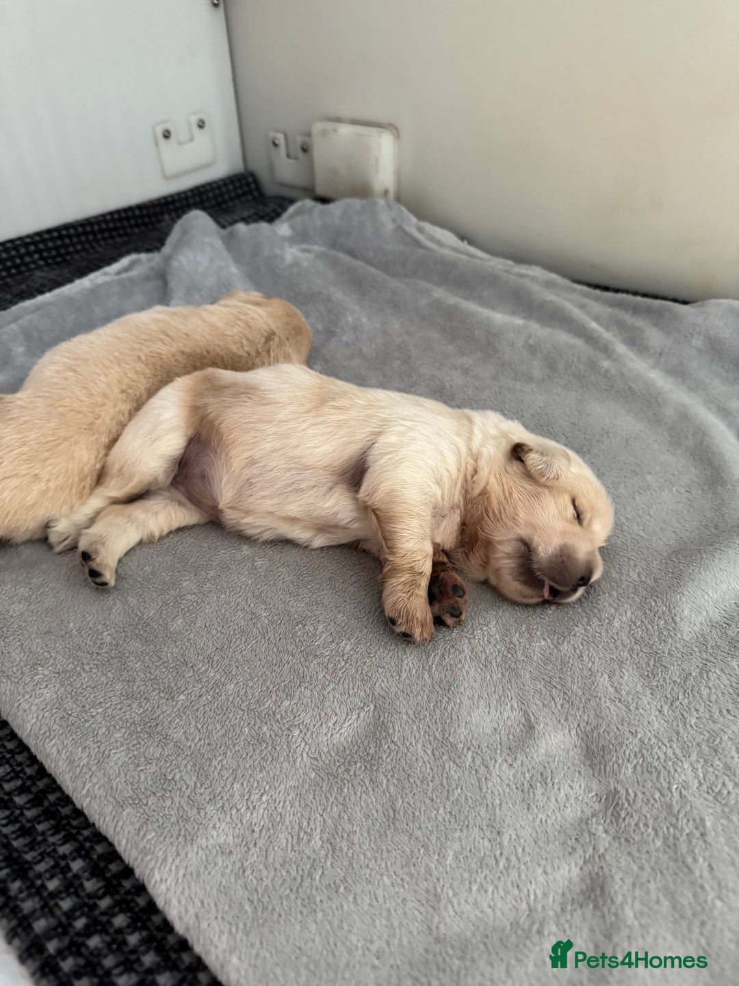 Tibetan Mastiff dogs for sale: Chinese Tibetan mastiff pups  - Image 6