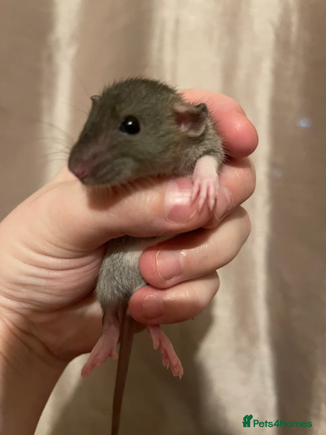 Rat rodents for sale: Rats looking for 5* homes only  - Advert 30