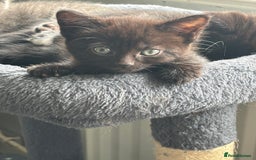 Mixed Breed cats for sale: British short hair kittens  - Image 5